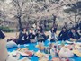 2016hanami003